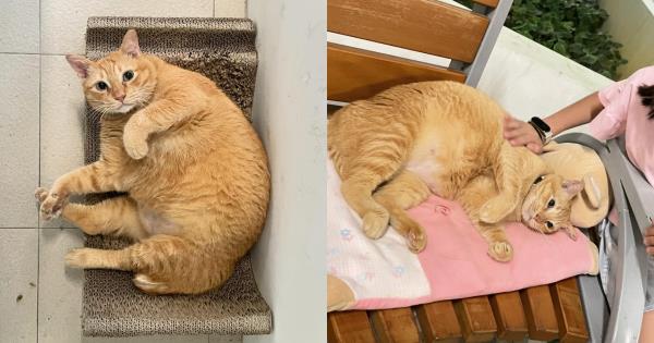 Memorial held for community cat allegedly thrown off HDB block: 'Looking at the pictures brings tears, but also solace'